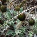 Papaver hultenii buds. Small green, pubescent buds poke out from the ground.